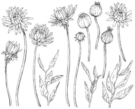 Realistic Illustration, Paint Vector, Family Flowers, Flower Line Drawings, Aster Flower, Mums Flowers, Drawn Flowers, Plant Vector, Flower Icons