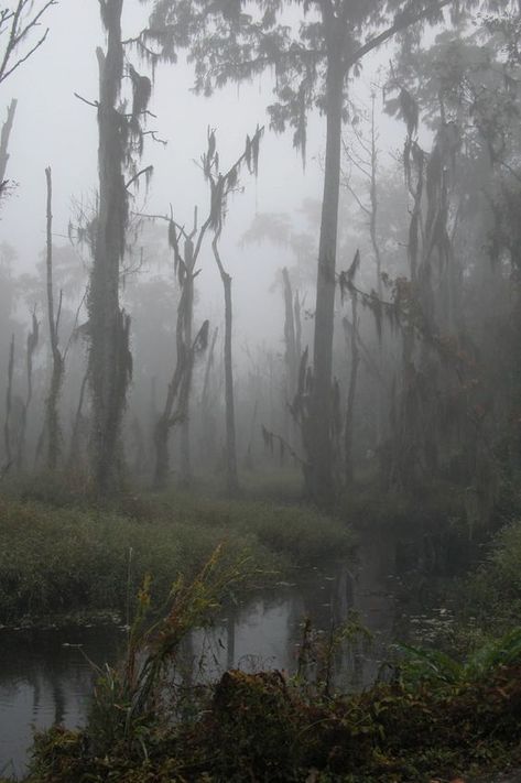 Season Of The Witch - A Southern Gothic Tale Water, Trees, Foggy Forest, Forest