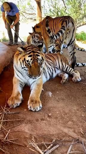 Cow tigers fun [Video] in 2022 | Animals beautiful, Baby farm animals, Tiger video White Tiger Illustration, Tigers Videos, Tiger Video, Animals Tiger, Wild Animal Wallpaper, Tiger Love, Baby Farm Animals, Tiger Illustration, Tiger Pictures