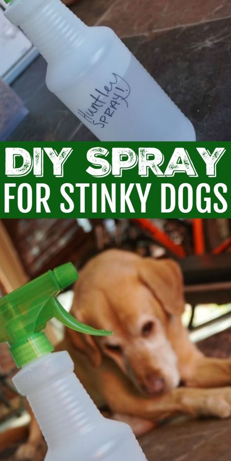 Dog Odor Spray, Dog Deodorizer Spray, Dog Deodorizer, Dog Odor Eliminator, Diy Dog Shampoo, Homemade Dog Shampoo, Dog Perfume, Meds For Dogs, Stinky Dog