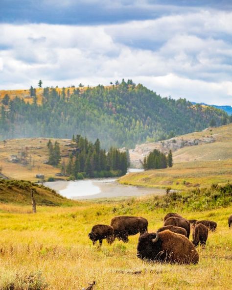 Department of the Interior on Instagram: “The American bison is our national mammal and a symbol of the Department of the Interior. Rugged and resilient, #bison are surprisingly…” Yellowstone National Park Photography, Yellowstone Photography, Yellowstone National Park Vacation, Lamar Valley, Yellowstone Trip, National Parks Photography, Yellowstone Park, American Bison, National Park Vacation