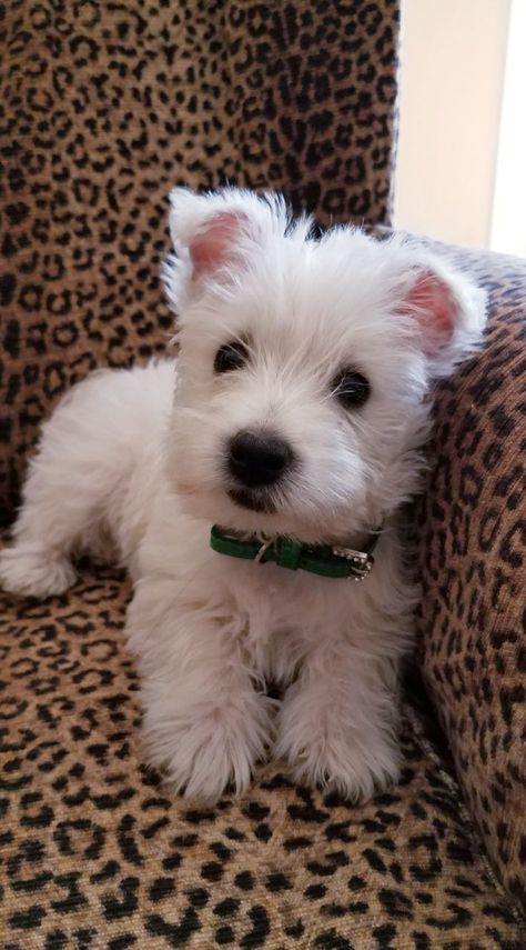 Westie Snow @ 2 months | Westie puppies, Westie dogs, Cute baby dogs Fox Terrier Puppy, Westie Terrier, Westie Dog, Westie Puppies, Westie Dogs, Highland Terrier, Puppies Cute, Very Cute Dogs