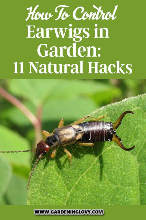 Do you feel that something lurking in your garden is stealing away all your hard work? Those little pests skittering around could be earwigs. This blog post will explore how to control earwigs in garden without resorting to harsh pesticides or chemicals. Earwigs, Plant Pests, Garden Pest Control, Natural Garden, Garden Pests, Do You Feel, Pest Control, Farm Gardens, Gardening Tips