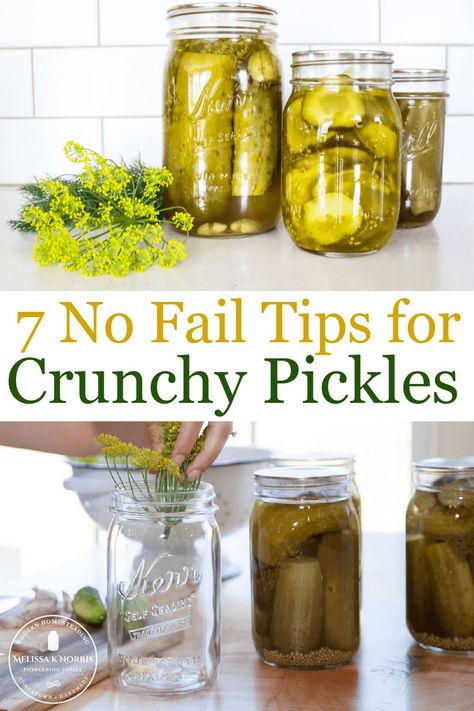 Homemade crunchy pickles are just a jar away with these no-fail tips, no matter what recipe you're using. Even home-canned pickles can be crunchy when you know these secrets. #crisppickles #canningrecipe #dillpickles Crunchy Pickle Recipe, Crunchy Dill Pickle Recipe, Dill Pickle Recipes, Fermented Pickles Recipe, Canning Pickles Recipe, Crunchy Pickles, Melissa K Norris, Cucumber Uses, Canned Pickles