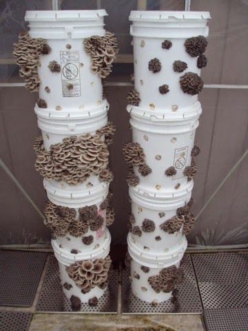 Grow Tower, Urban Farms, Diy Mushroom, Growing Mushrooms At Home, Edible Landscape, Mushroom Cultivation, Garden Mushrooms, Veg Garden, Grow Bags