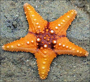 Ocean Life, Nature, Starfish, Orange