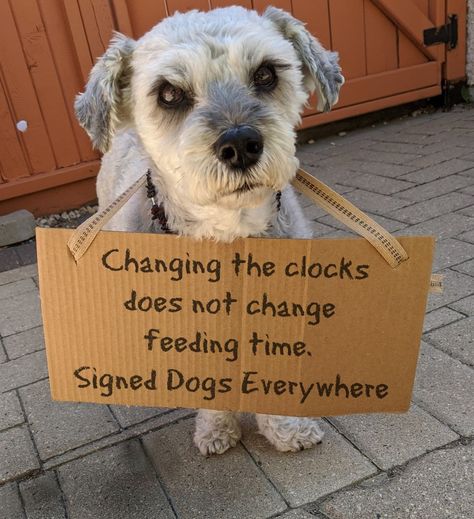 Feelgood Wholesome Doggo Memes Daylight Savings Time Humor, Saving Quotes, Spring Forward, Daylight Savings, Daylight Savings Time, Feeding Time, Fall Back, Dog Signs, Dog Quotes