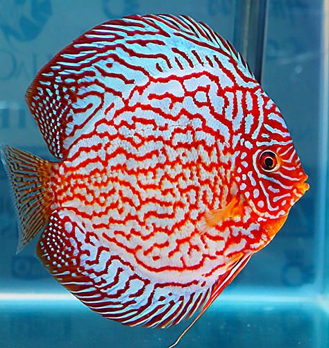 Discus Fish Drawing, Fish Posters, Discus Tank, References Drawing, Fish Printables, Aquarium Pictures, Fish Keeping, Pretty Fish, Discus Fish