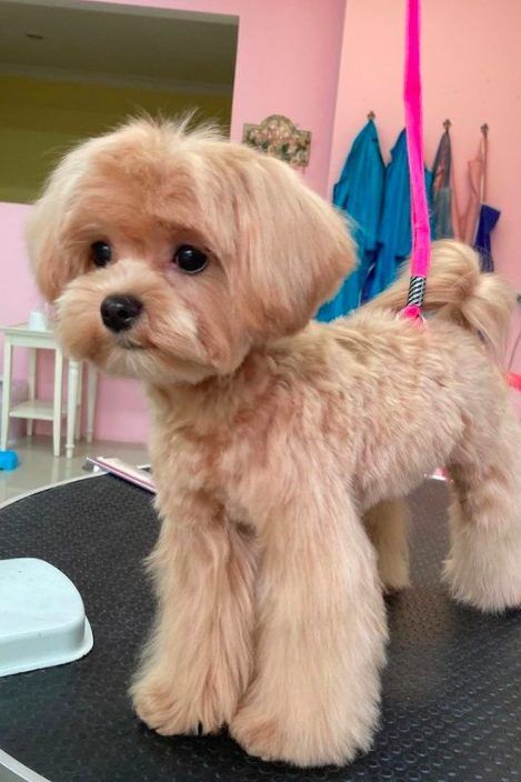 apricot toy maltipoo Mini Poodle Grooming Styles, Cute Dog Haircuts, Maltipoo Adult, Maltipoo Haircut Styles, Toy Poodle Haircut Styles, Maltipoo Haircuts, Toy Maltipoo, Maltese Haircut, Toy Poodle Haircut