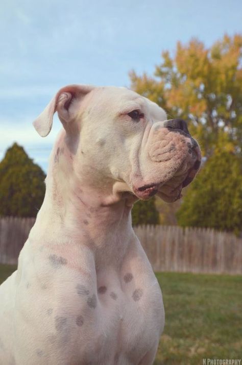 White Boxer Dogs, Boxer Aesthetic, White Pitbull, Pitbull Boxer, All Breeds Of Dogs, Boxer And Baby, White Boxers, Boxer Puppy, Boxer Love