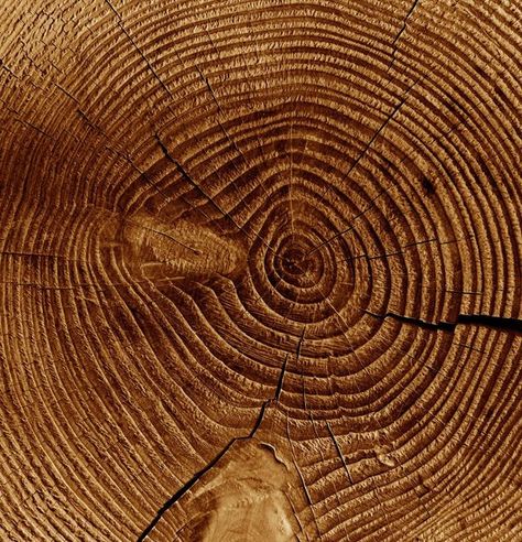 Arbor Day Foundation on Instagram: "We all know that tree rings can tell a tree's age, but they can tell us SO much more. A tree's light-colored rings represent wood that grew in the spring and early summer, while the dark rings represent wood that grew in the late summer and fall. One light ring + one dark ring = 1️⃣ year of a tree’s life. Rings also give scientists information about that area’s local climate in the past. Tree rings usually grow wider in warm, wet years and they are thinner Pictures With Meaning, Spirals In Nature, Dark Ring, Dark Rings, Arbor Day, Elements And Principles, Arbour Day, Tree Rings, Light Ring