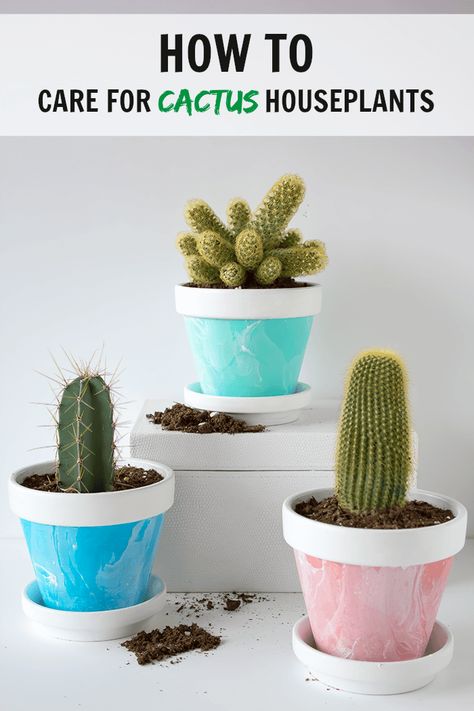 Indoor Cactus Plants, Cactus House Plants, Indoor Cactus, Cactus Care, Succulent Care, Monstera Deliciosa, Cactus Garden, House Plants Indoor, Cactus Flower