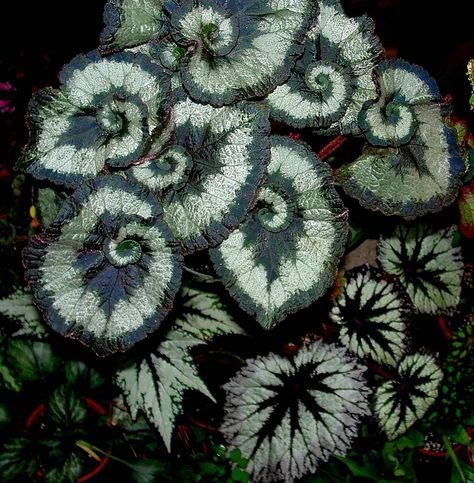 Escargot begonia                                                                                                               Escargot-Begonia             by        brcotte2007      on        Flickr Begonia Aesthetic, Begonia Escargot, Black Begonia, Spirals In Nature, Virtual Flowers, Gothic Garden, Outdoor Aesthetic, Flower Watch, Gothic Tattoo