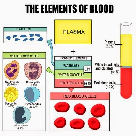 Your blood generally consists of 2 major parts, plasma and cellular elements. The plasma is the liquid part of your blood and allows it to flow easily. The other part consists of blood cells (red blood cells, white blood cells) and platelets. Phlebotomy Study, Medical Assistant Student, Vet Medicine, Nursing Student Tips, Medical Laboratory Science, Nursing School Survival, Nursing School Studying, Medical School Studying, Nursing School Tips