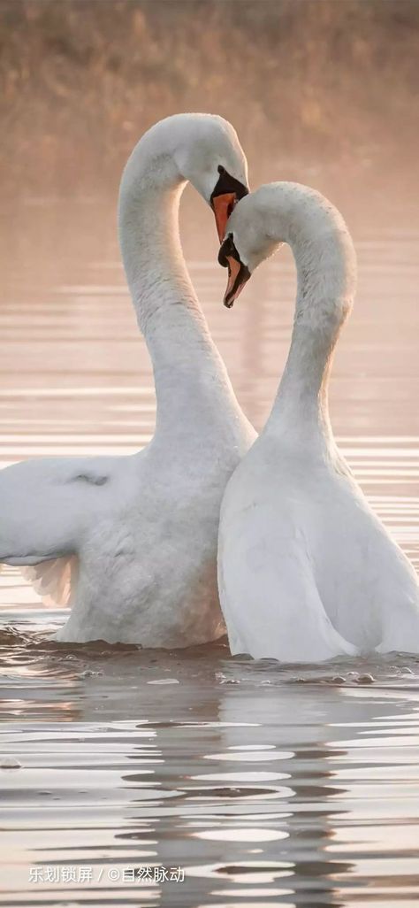 Swan Love, Mute Swan, Swan Song, Swan Lake, Swans, Aphrodite, Beautiful Birds, Affirmations, Iphone Wallpaper