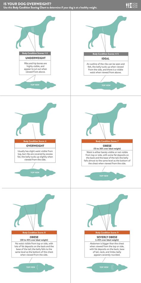 Healthy Weight Chart, Dog Whining, Dog Chart, Weight Chart, Dog Training Classes, Dog Collar With Name, Dog Weight, Dog Collar Tags, Custom Dog Collars