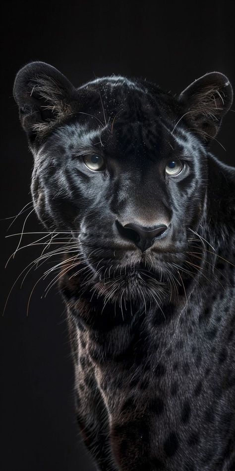 Black Panther Animal, Black Jaguar Animal, Panther Images, Jaguar Wallpaper, Black Panther Cat, Panther Pictures, Big Cats Photography, Lion And The Mouse, Jaguar Animal