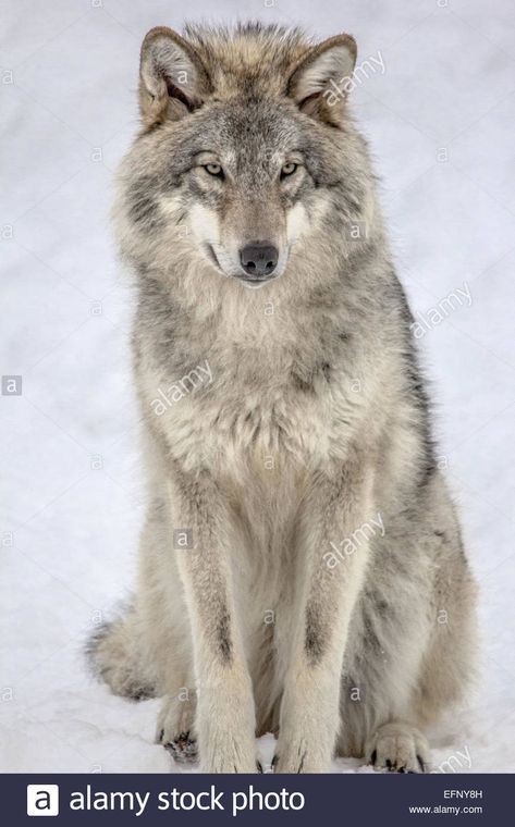 Download this stock image: Grey Wolf Sitting - EFNY8H from Alamy's library of millions of high resolution stock photos, illustrations and vectors. Wolf Sitting, Gray Wolves, Beautiful Wolf, Wolf World, Wolf Husky, Wolf Images, Wolf Pup, Wolf Photos, Wolf Spirit Animal