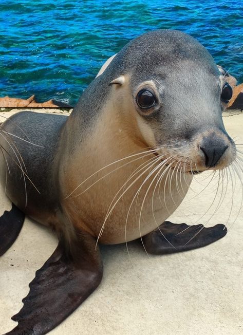 Sea Animals References, Sea Lions Cute, Sea Life Photos, Sea Lion Aesthetic, Baby Sea Lion, Galapagos Sea Lion, Ocean Life Photography, Animal Yoga, Sea Mammal