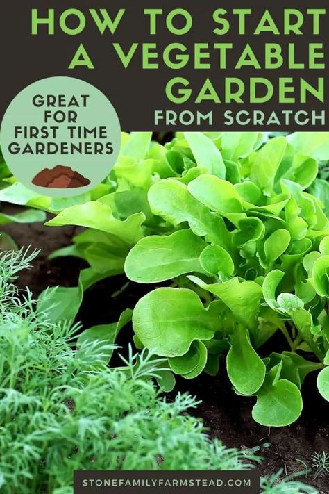 Garden 101, Start A Vegetable Garden, Growing Vegetables At Home, Garden From Scratch, Gardening Vegetables, Vegetable Garden For Beginners, Starting A Vegetable Garden, Indoor Vegetable Gardening, Growing Veggies