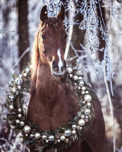 Horses Christmas, Christmas Horse, Horse Photo, Christmas Is Over, Instagram Christmas, Christmas Is, Christmas Wreath, Wreath, Horses