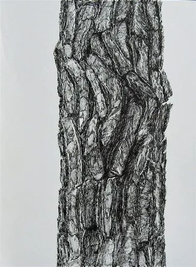 Tree Bark Drawing, Bark Drawing, Elements Of Design Texture, Trees Art Drawing, Tree Trunk Drawing, Tree Bark Texture, Pine Bark, Tree Drawings Pencil, Bark Texture