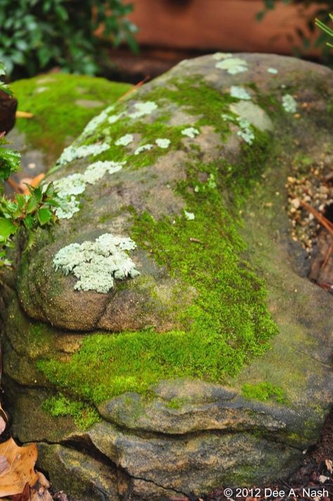 Mossy Rocks Aesthetic, Moss Covered Rocks, Lichen On Rocks, Moss On Stone, Moss On Rocks, Stone With Moss, Bloedel Reserve, Mossy Stone, Moss Rocks