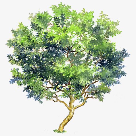 Tree Render, Guava Tree, Tree Study, Tree Sketches, Landscape Sketch, Photoshop Images, Watercolor Tree, Architecture Rendering, Watercolor Trees