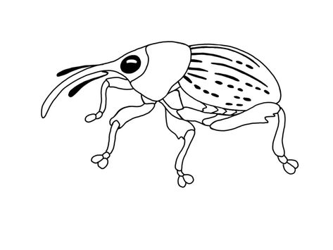 Small Bug Tattoo Ideas, Weevil Drawing, Insect Drawing Simple, Weevil Tattoo, Skin Paint, Bug Tattoo, Scary Tattoos, Hand Poked Tattoo, Poke Tattoo