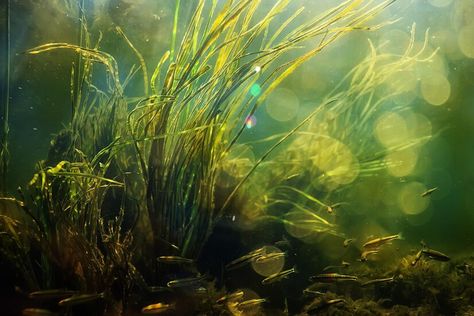 Premium Photo | Green algae underwater in the river landscape riverscape, ecology nature River Underwater, Underwater River, Underwater Plants, Water River, River Landscape, Green Algae, Under Water, Premium Photo, Fish Tank