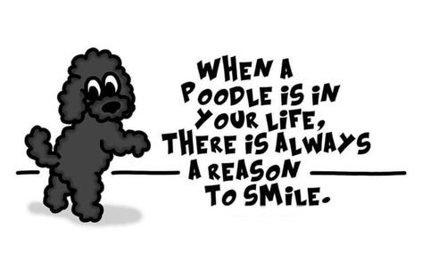 Poodle Quotes, Poodle Card, Poodle Drawing, Poodle Cuts, Poodle Mom, Poodle Grooming, Dog Ages, Standard Poodles, Best Puppies