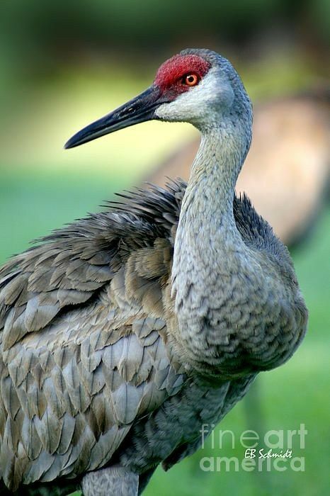 Sandhills Crane, Waterfowl Taxidermy, Crane Dance, Sandhill Cranes, Sandhill Crane, Outside My Window, Herons, Shorebirds, Big Bird