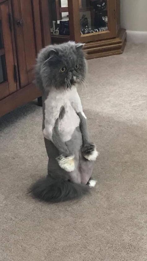 I shaved my moms cat while she was away on vacation. Shes furious Shaved Animals, Shaved Cat, Shower Cap, Fluffy Cat, On Vacation, Cat Mom, Cat Memes, Shaving, Cute Cats