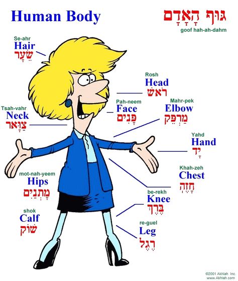 Parts of the body in Hebrew Learn Hebrew Alphabet, Hebrew Language Learning, Body Parts For Kids, Hebrew Language Words, Hebrew Education, Hebrew Vocabulary, Jewish Learning, Hebrew Lessons, Hebrew School