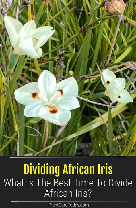 The African iris (Dietes iridioides) is hardy in USDA plant hardiness zones 8b through 11, where it may be planted and cultivated year-round. Dividing Iris Plants, African Iris Landscaping Garden Ideas, African Iris Landscaping, Butterfly Iris, Garden Bushes, African Iris, Patio Gardening, Frugal Gardening, Beds Ideas