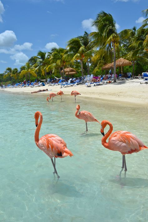 Flamingos. Love them! Flamingo Beach - Renaissance Island, Aruba Flamingo Beach Aruba, Oranjestad, Flamingo Beach, Bora Bora, Caribbean Islands, Blue Skies, Semarang, Mexico Travel, Aruba