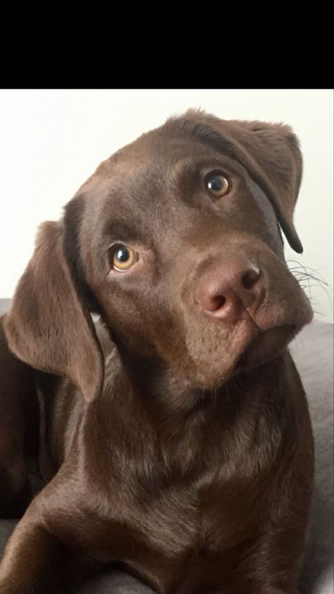 Brown Lab, Cute Labrador Puppies, Brown Labrador, Chocolate Lab Puppies, Chocolate Labs, Chocolate Labrador Retriever, Lab Puppy, Cute Animals Puppies, Lab Dogs