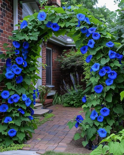 Blue Flowers Garden, Garden Archway, Blue Morning Glory, Blue Morning, Blue Plants, Front Yard Garden Design, Purple Garden, Front Porch Ideas, Garden Containers