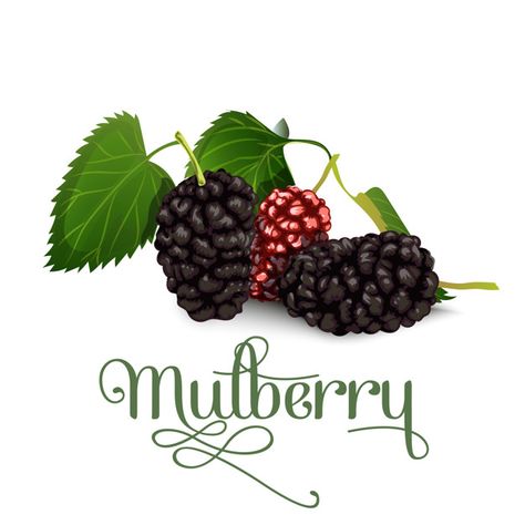 Mulberry Premium Vector | Premium Vector #Freepik #vector #background #pattern #watercolor #food Mulberry Tattoo, Mulberry Logo, Tats Ideas, Mulberry Fruit, Fruit Logo, Food Logo Design, Watercolor Food, Farm Logo, Pattern Watercolor