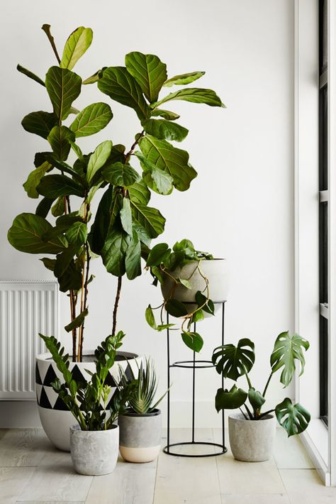 How To Style Your Home With Indoor Plants | Our Top Five Tips Indoor Plants Styling Living Rooms, Indoor Plants Styling, Plant Style, Diy Window Treatments, Spring Roll, Best Indoor Plants, Interior Plants, Decor Minimalist, Trendy Home