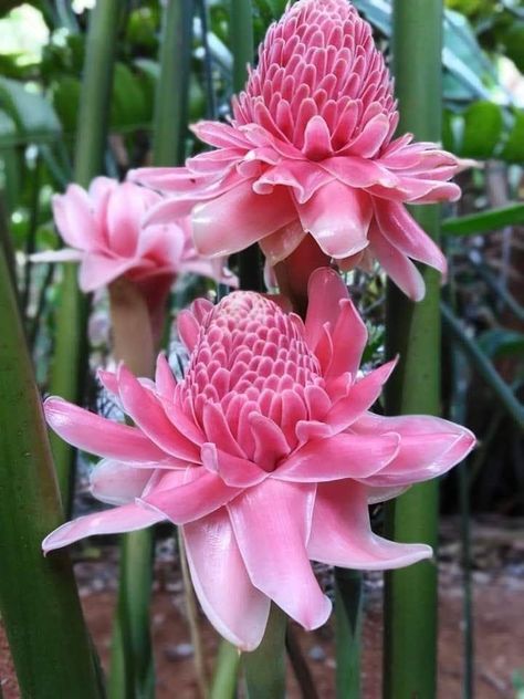 Torch Ginger Flower, Flower Reference, Torch Ginger, Ginger Flower, Strange Flowers, Beautiful Pink Flowers, Nothing But Flowers, Unusual Flowers, Most Beautiful Flowers