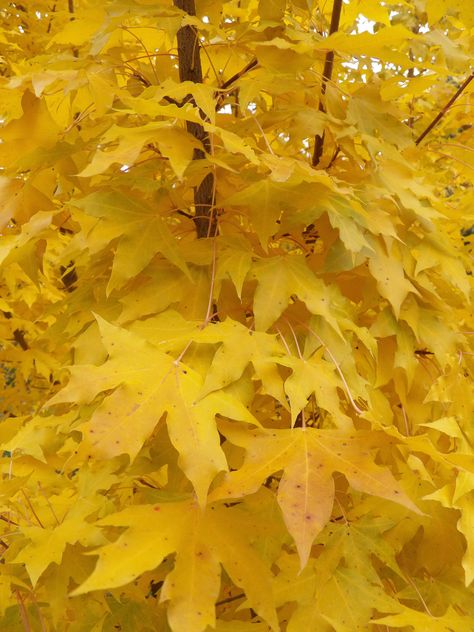 Shantung maples are slow growing, medium sized trees with bright yellow to orange fall color. A great tree for cities and parkways. Yellow Maple Tree, Maple Leaf Images, Maple Tree Landscape, Japanese Red Maple, Maple Shade, Yellow Tree, Street Trees, Leaf Images, Maple Tree