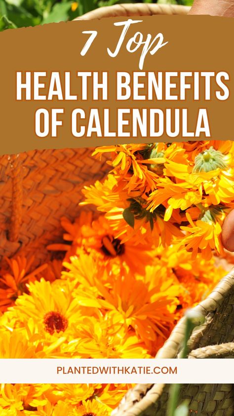 Today, we’re diving into the health benefits of Calendula, also known as pot marigold. It’s a powerful herb used in many natural remedies. #herbalhealing #calendula #herbs Marigold Uses, Benefits Of Calendula, Pot Marigold, Herbal Skincare, Calendula Benefits, Witch Stuff, Herbal Healing, Home Health Remedies, Witchy Stuff