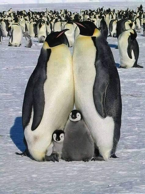 Pinguin Illustration, March Of The Penguins, Emperor Penguins, Emperor Penguin, Penguin Love, Cute Penguin, Baby Penguins, Cute Penguins, Animal Planet