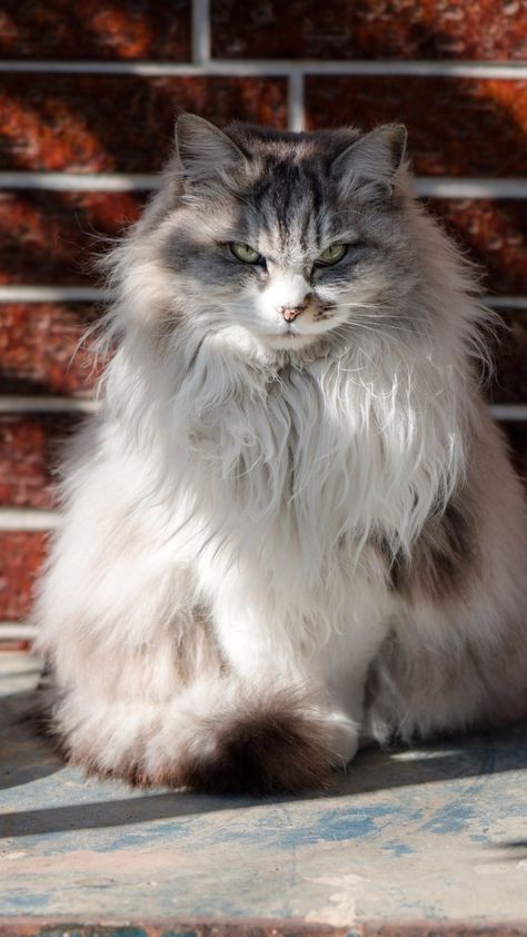 Angry Fluffy Cat, Cat Sitting Down, Reference Animals, Morrigan Crow, Fluffy White Cat, Animals Wallpapers, Cat References, Kitty Aesthetic, Cat White