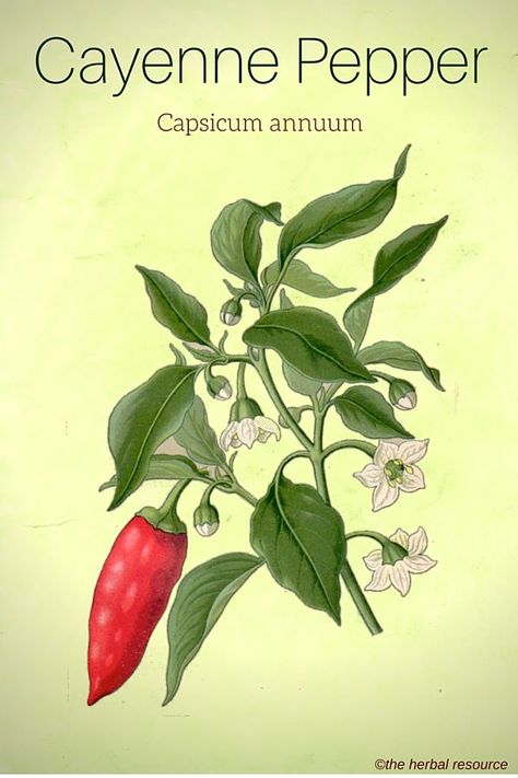 Cayenne Pepper Benefits, Uses and Benefits Chili Plant, Capsicum Annuum, Seni Dan Kraf, Illustration Botanique, Chilli Pepper, Botanical Illustrations, Antique Illustration, Cayenne Pepper, Healing Herbs