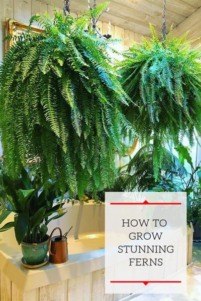 Plants For Window Privacy, How To Grow Ferns, How To Care For Ferns Outdoors, How To Take Care Of Ferns Outside, Growing Ferns Outdoors, How To Make Ferns Grow Big, Outdoor Ferns In Pots, Repotting Ferns, Fern Care Outdoor