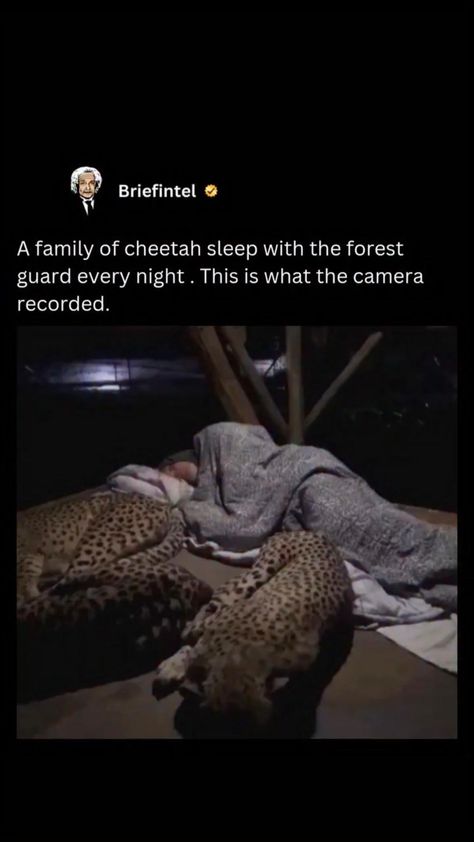 Every night, a forest guard rests peacefully as a family of cheetahs sleeps nearby—a rare and beautiful display of trust between humans and wildlife. This heartwarming connection reminds us of the power of respect, conservation, and the incredible harmony that can exist when we prioritize understanding. 💛✨ @felinehumans   Video by: @briefintel  #wildlifewonder #conservationconnection #heartwarmingmoments #humansandwildlife #cheetahlove #naturebonds #trustinwildlife #wildlifeprotection #conservationheroes #wildlifetrust #naturemagic #bigcatlove #wildlifeconservation #harmonyinnature #wildlifephotography Funny Cute Animals, Awesome Animals, Cheetahs, Silly Animals, Cute Wild Animals, Animals Cute, Cute Animal Videos, Cats Cute, Cutest Animals