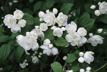 White flowers of the sweet mock orange shrub. Philadelphus coronarius - 12+ feet P. Virginalis - dwarf variety of the shrub Spring blooms.