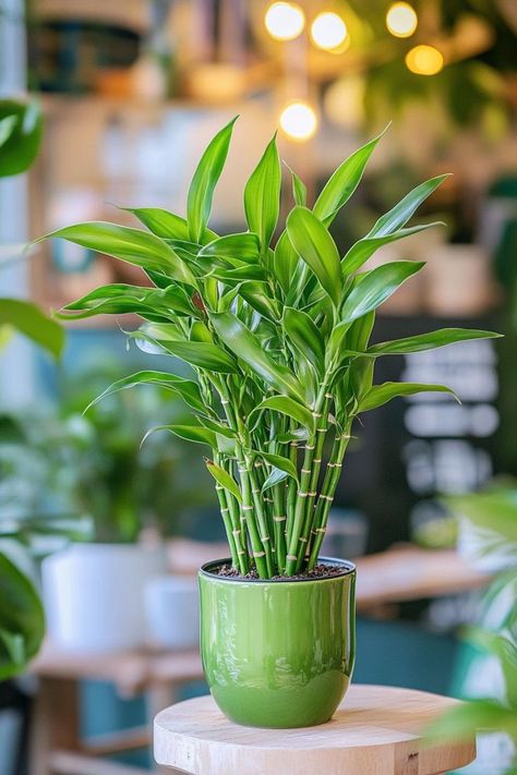 Lucky Bamboo (Dracaena sanderiana) is a delightful and vibrant addition to any home or office! 🎍🌿 Known for its elegant, spiral-shaped stems and easy care, this plant is a beautiful blend of aesthetic appeal and symbolic luck. Low maintenance and bursting with charm, Lucky Bamboo is perfect for adding a touch of greenery and good fortune to your space. Indulge in this stylish twist on indoor plants today! 🌱✨ #LuckyBamboo #IndoorPlants #GoodFortune #GreenLiving Bamboo Plants Indoor, Bamboo Plant Indoor, Bamboo Living Room, Indore Plants, Inside Plants Decor, Floating Gardens, Dracaena Sanderiana, Room Plants, Lucky Bamboo Plants